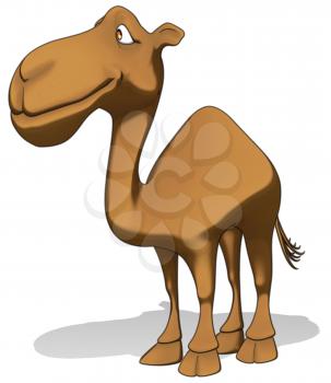 Fun camel