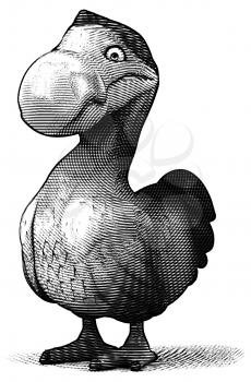 Dodo