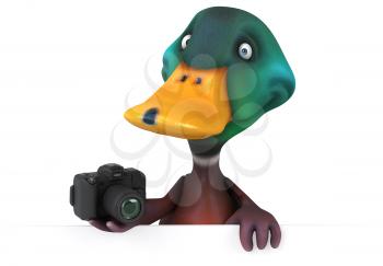 Duck