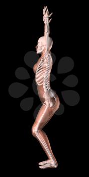 3D render of a female medical skeleton in a yoga position