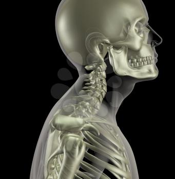 3D render of a male medical skeleton with a close up of the neck bones