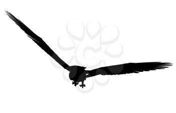 Royalty Free Clipart Image of an Eagle