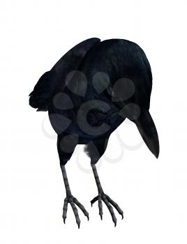 Royalty Free Clipart Image of a Crow