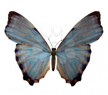 Royalty Free Clipart Image of a Butterfly