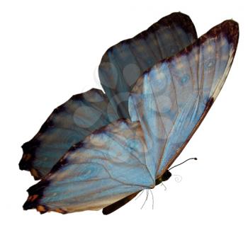 Royalty Free Clipart Image of a Butterfly