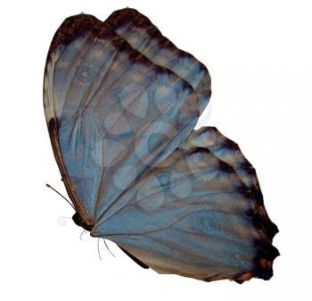 Royalty Free Clipart Image of a Butterfly