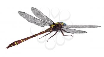 Royalty Free Clipart Image of a Dragonfly