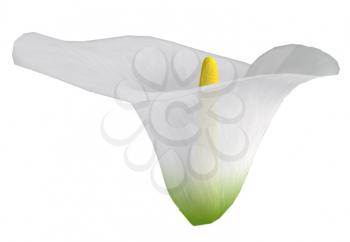 Royalty Free Clipart Image of a Calla Lily