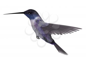 Royalty Free Clipart Image of a Hummingbird