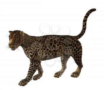 Royalty Free Clipart Image of a Cheetah