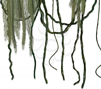 Green jungle vines on a white background