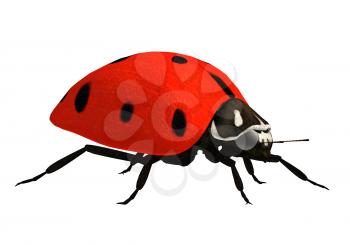 Royalty Free Clipart Image of a Ladybug