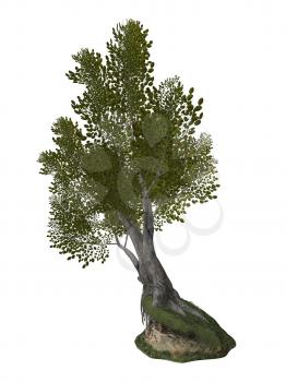 Royalty Free Clipart Image of a Big Tree