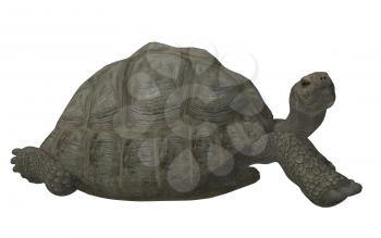 Royalty Free Clipart Image of a Turtle