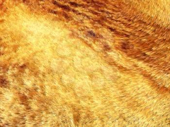 Yellow and brown fox fur pattern or background. Useful for fashion