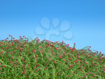 Cranberry thicket and blue sky. Healthy lifestyle