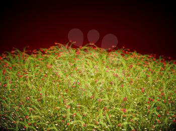 Cranberry thicket in the evening glow. Healthy lifestyle