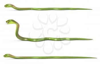 Set of crawling green cobras, isolated on white background