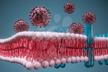 Cell membrane and coronavirus, medical concept, 3d rendering. Computer digital drawing.