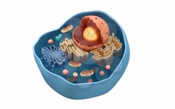 Internal structure of an animal cell, 3d rendering. Section view. Computer digital drawing.