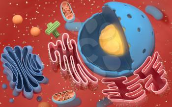 Internal structure of an animal cell, 3d rendering. Section view. Computer digital drawing.