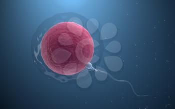 The union of sperm and an egg cell, 3d rendering. Computer digital drawing.