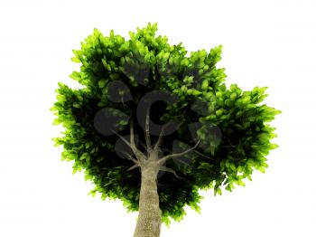 Royalty Free Clipart Image of a Tree