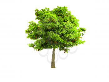 Royalty Free Clipart Image of a Tree