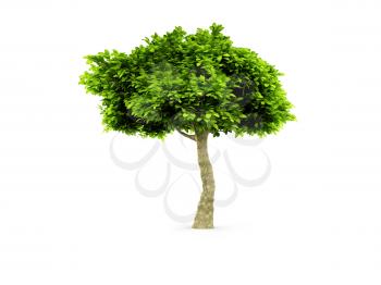 Royalty Free Clipart Image of a Tree