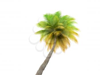 Royalty Free Clipart Image of a Palm Tree