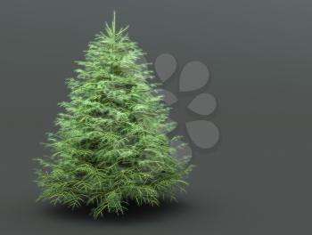 Royalty Free Clipart Image of a Pine Tree