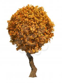 Autumn Decorative Tree Isolated on White Background.