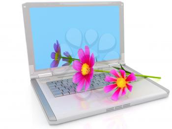 cosmos flower on laptop on a white background