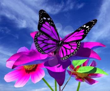 Beautiful Cosmos Flower and butterfly against the sky