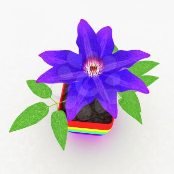 Clematis a beautiful flower in the colorful pot