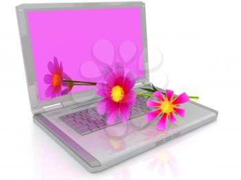 cosmos flower on laptop on a white background