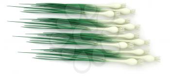 Green onion on a white background