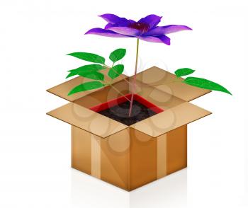 Clematis in a pot out of the box on a white background