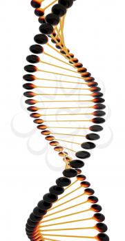 DNA structure model on a white background