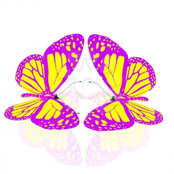 beauty butterflies