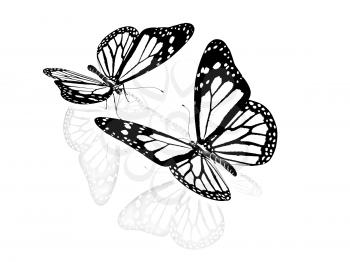 Butterfly on a white background