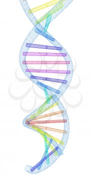 DNA structure model