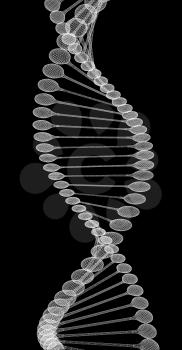 DNA structure model