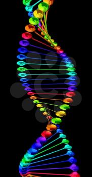 DNA structure model