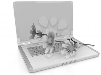 cosmos flower on laptop on a white background