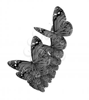 Butterflies on a white background