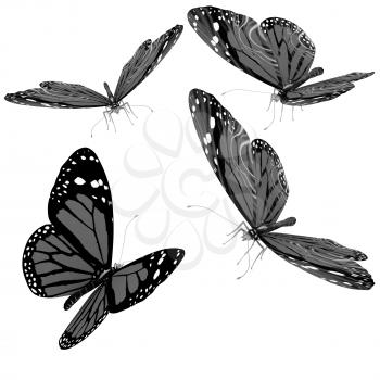 Butterflies on a white background