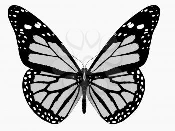 Butterfly on a white background