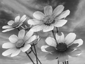 Beautiful Cosmos Flower against the sky