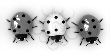 Ladybirds on a white background